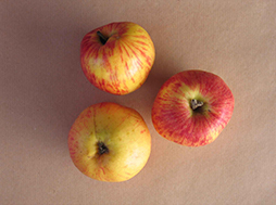 Apfel3 klein